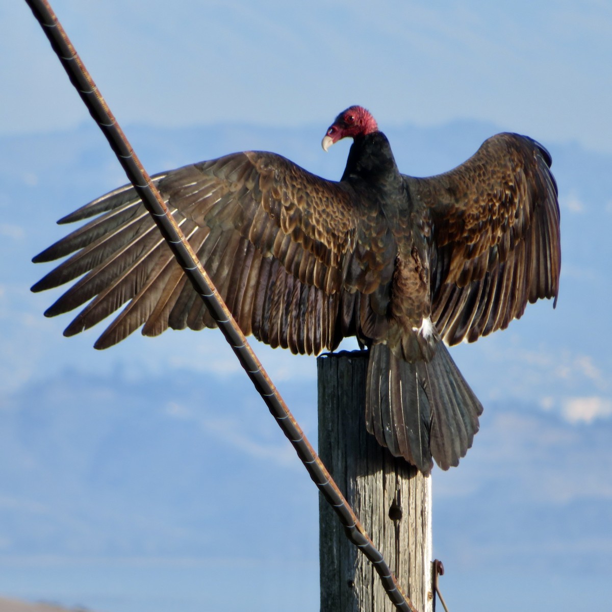 Turkey Vulture - Anita Toney