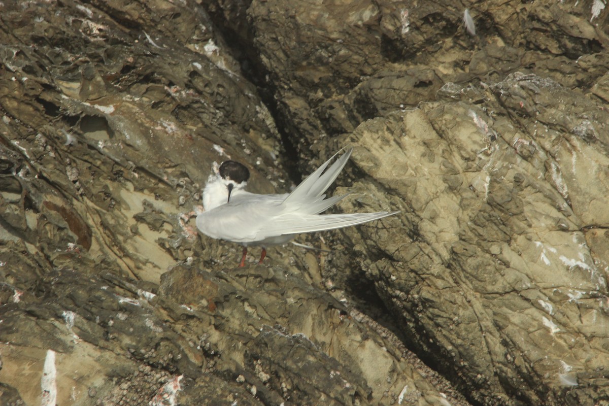 White-fronted Tern - ML515447011