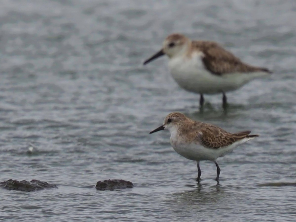 Red-necked Stint - Magen Pettit