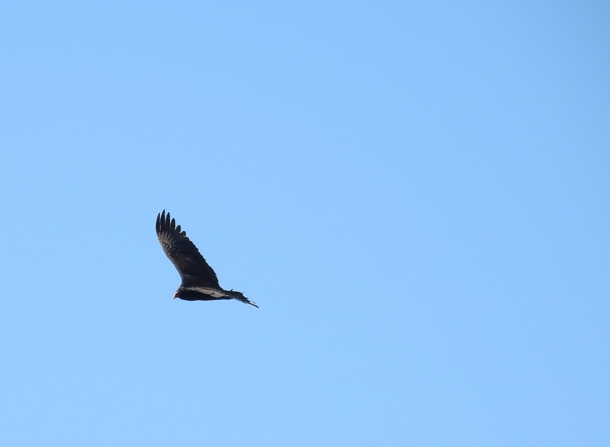 Turkey Vulture - ML51544811