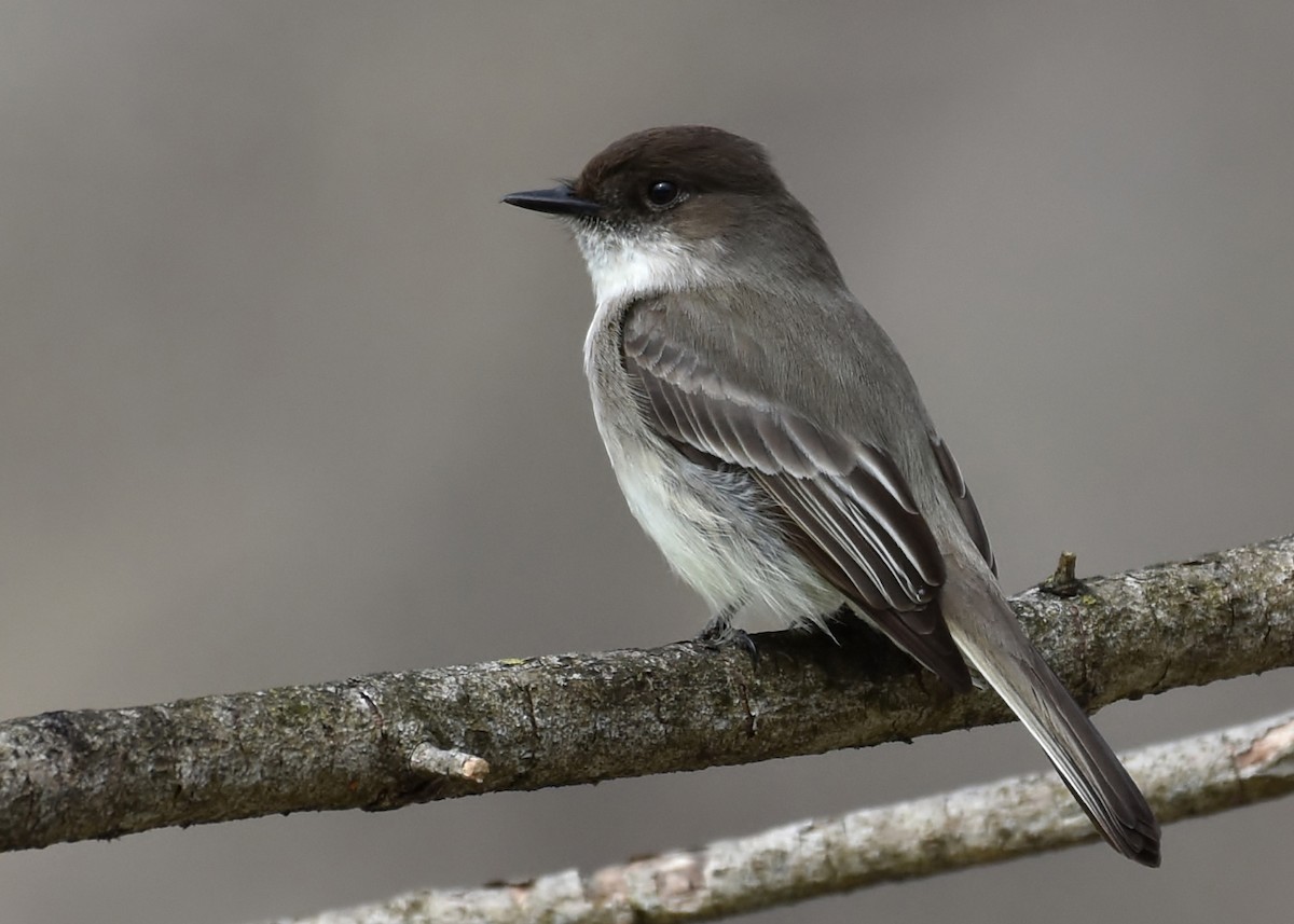 Eastern Phoebe - Don Carbaugh