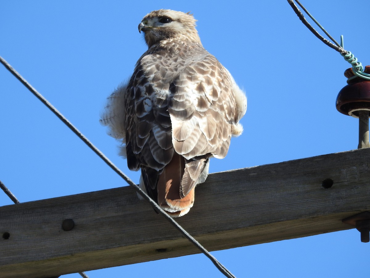 Red-tailed Hawk - ML51544971
