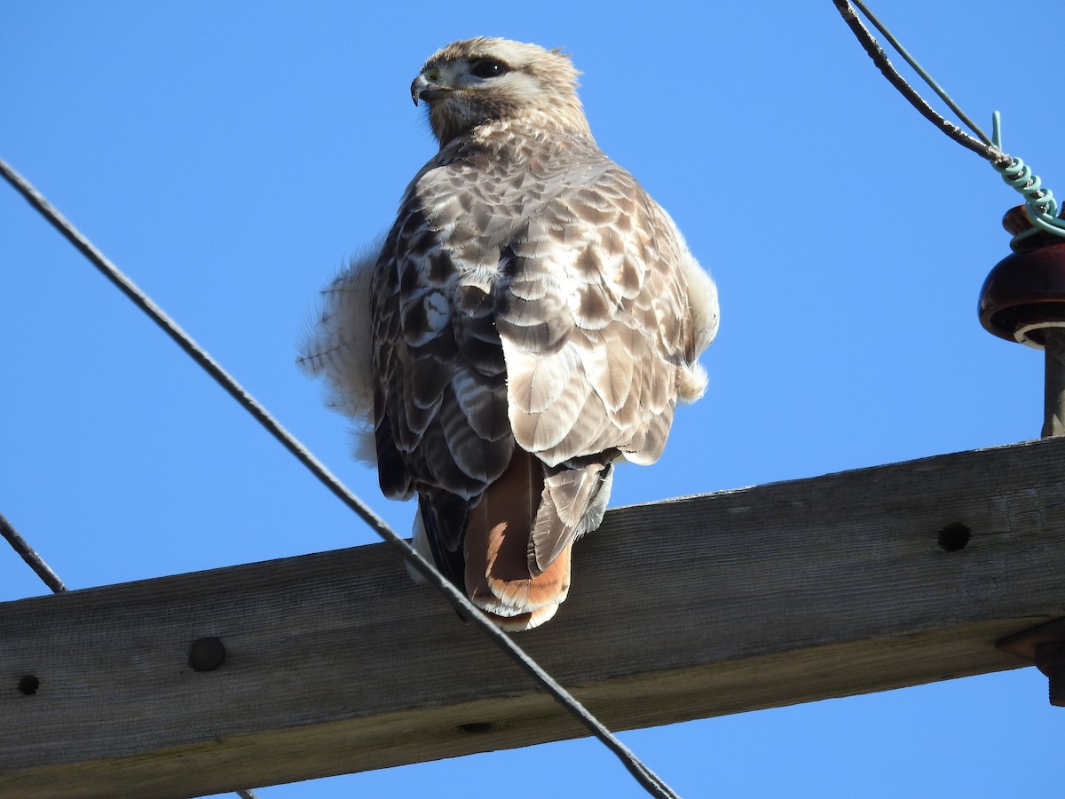 Rotschwanzbussard - ML51545011