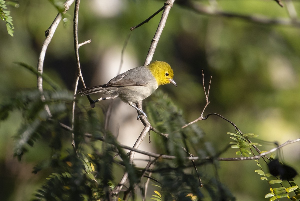 Yellow-headed Warbler - ML515450781