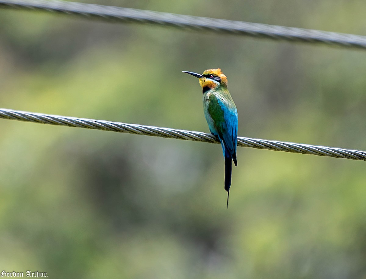 Rainbow Bee-eater - ML515451671