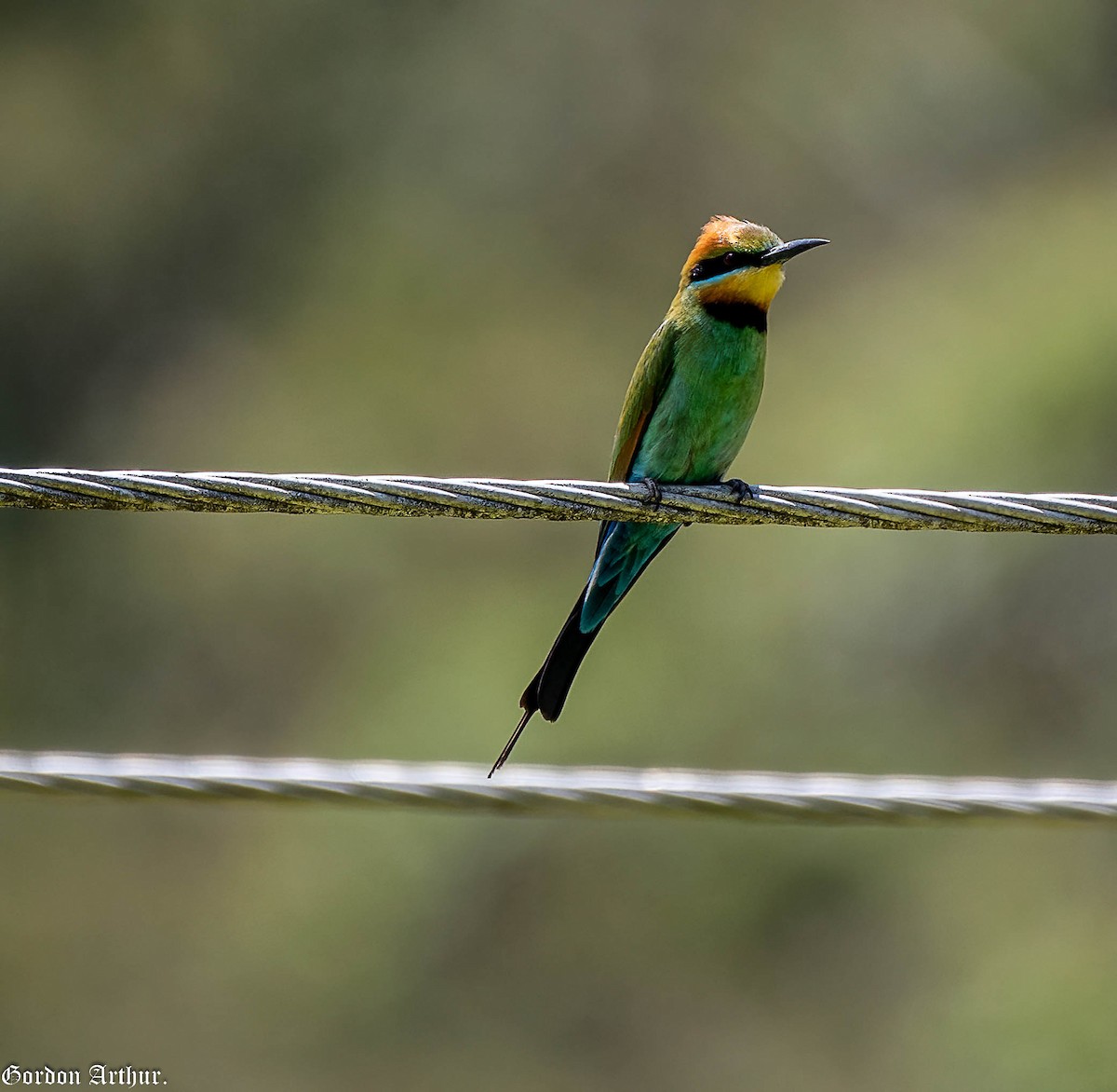 Rainbow Bee-eater - ML515451691