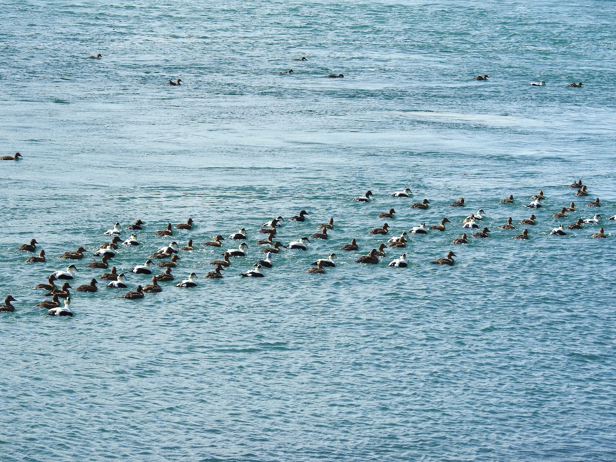 Common Eider - ML51545181