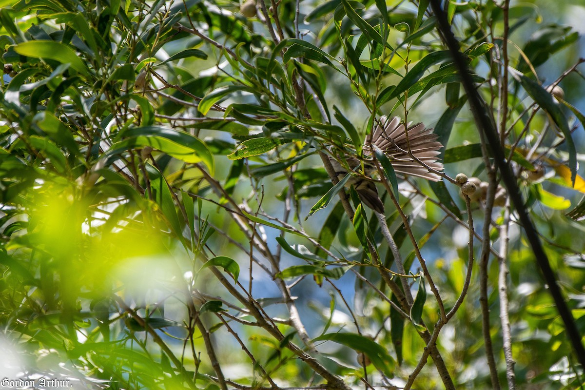 Gray Fantail - ML515451961