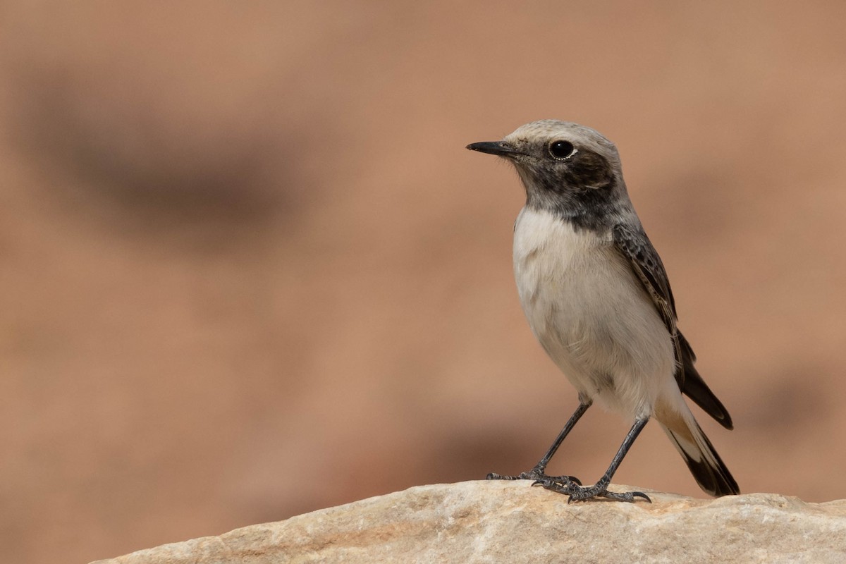 Mourning Wheatear (Maghreb) - ML515452081