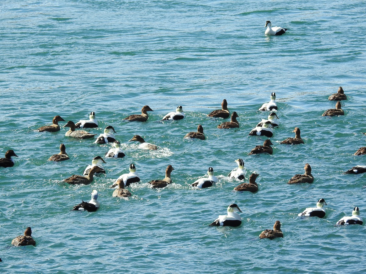 Common Eider - ML51545211