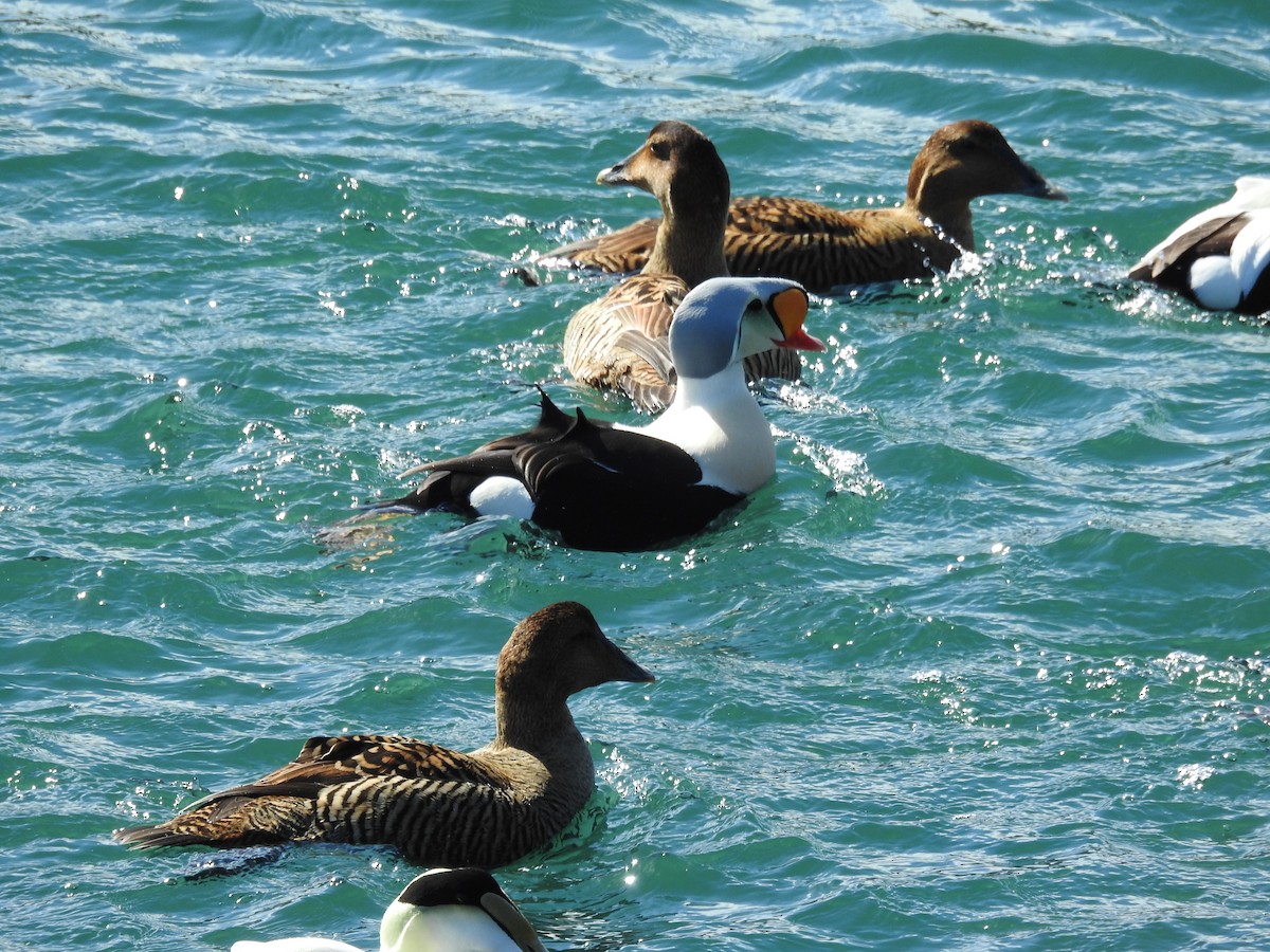 King Eider - ML51545231