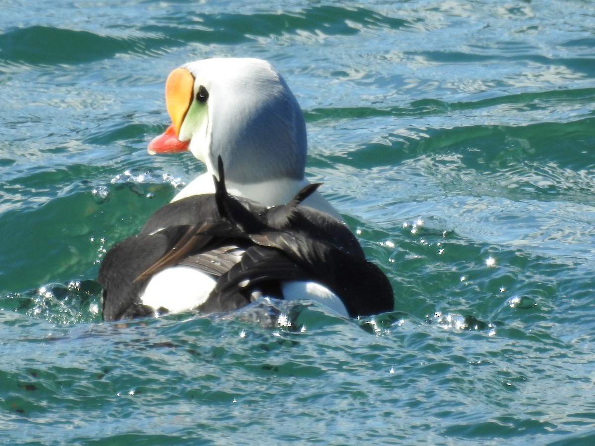 King Eider - ML51545351