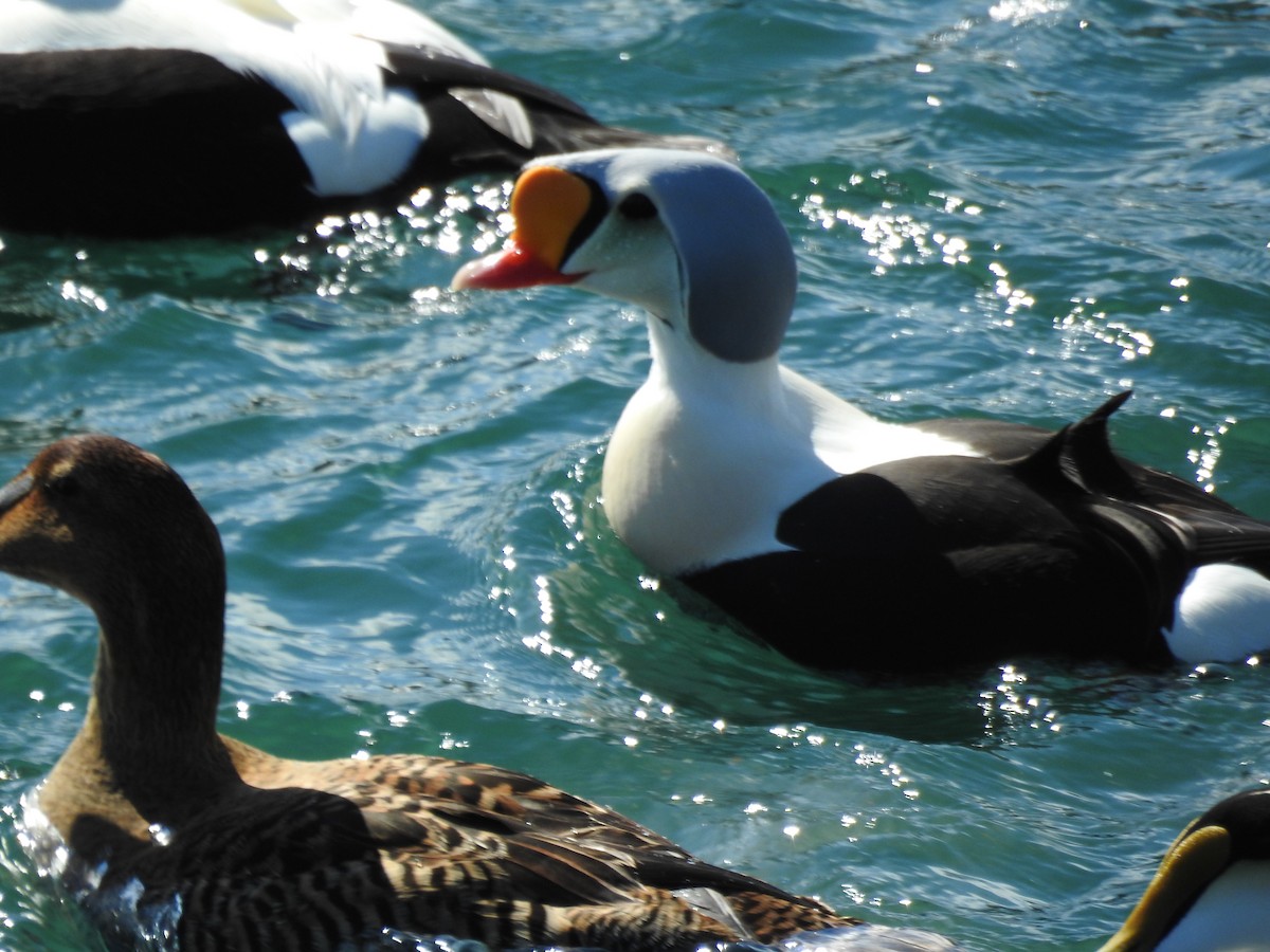 King Eider - ML51545371