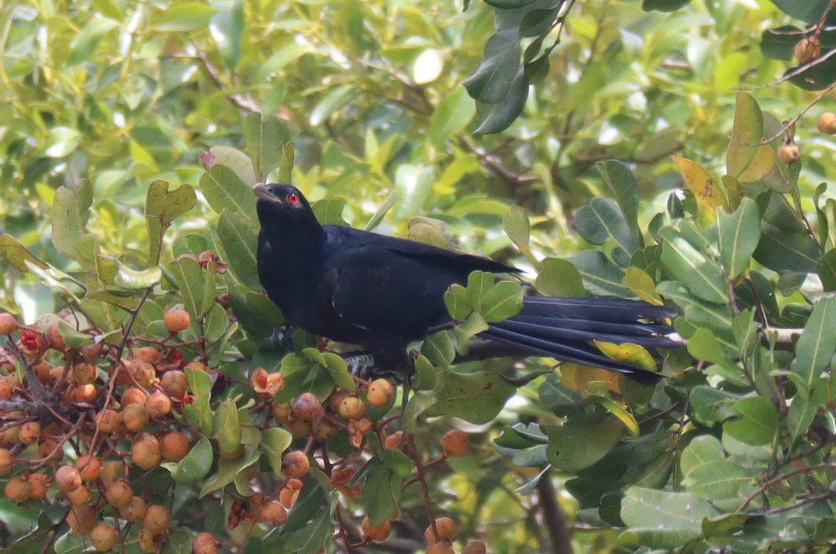 Pacific Koel - Paul Rowan