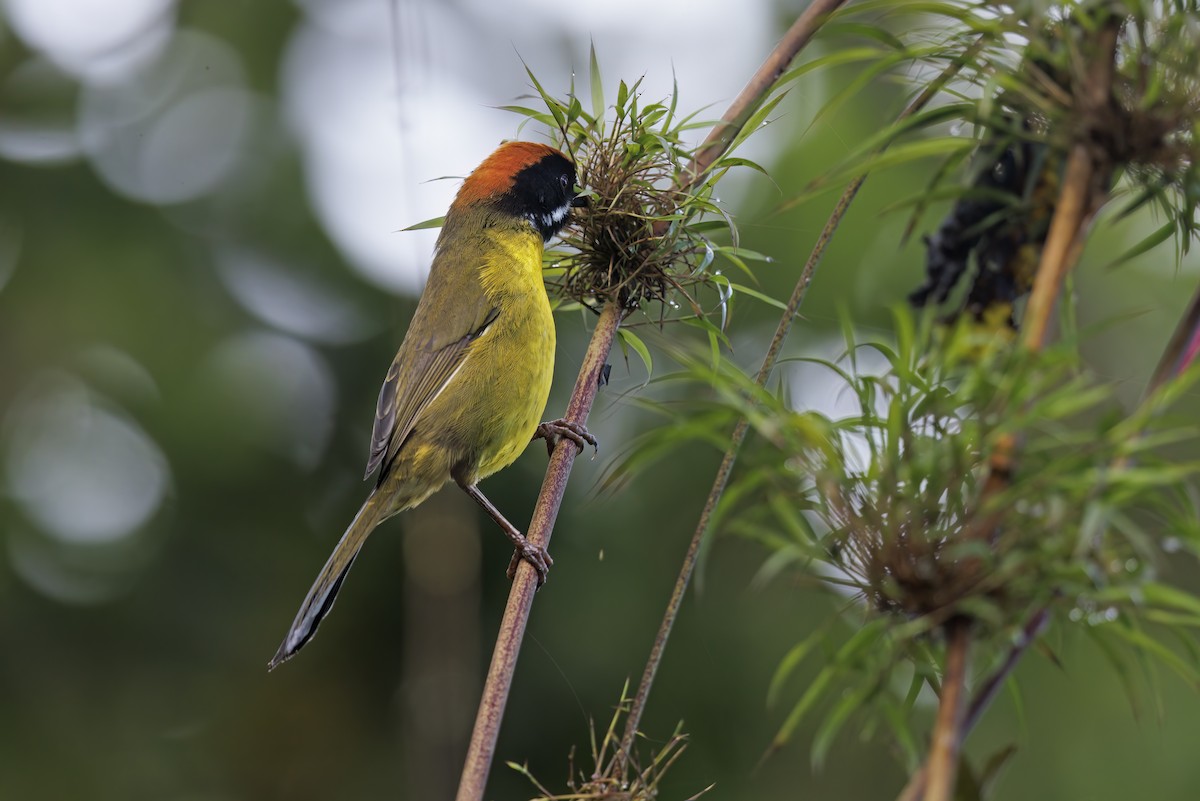 Moustached Brushfinch - ML515454381