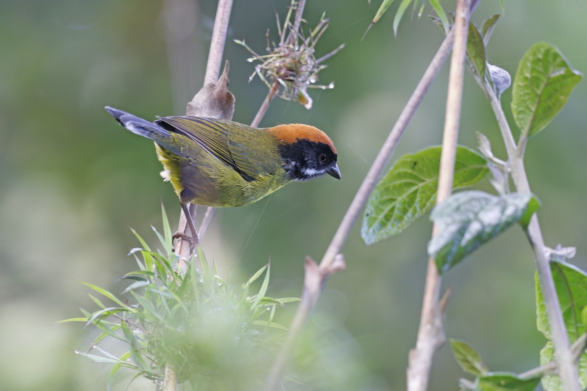 Moustached Brushfinch - ML515454391