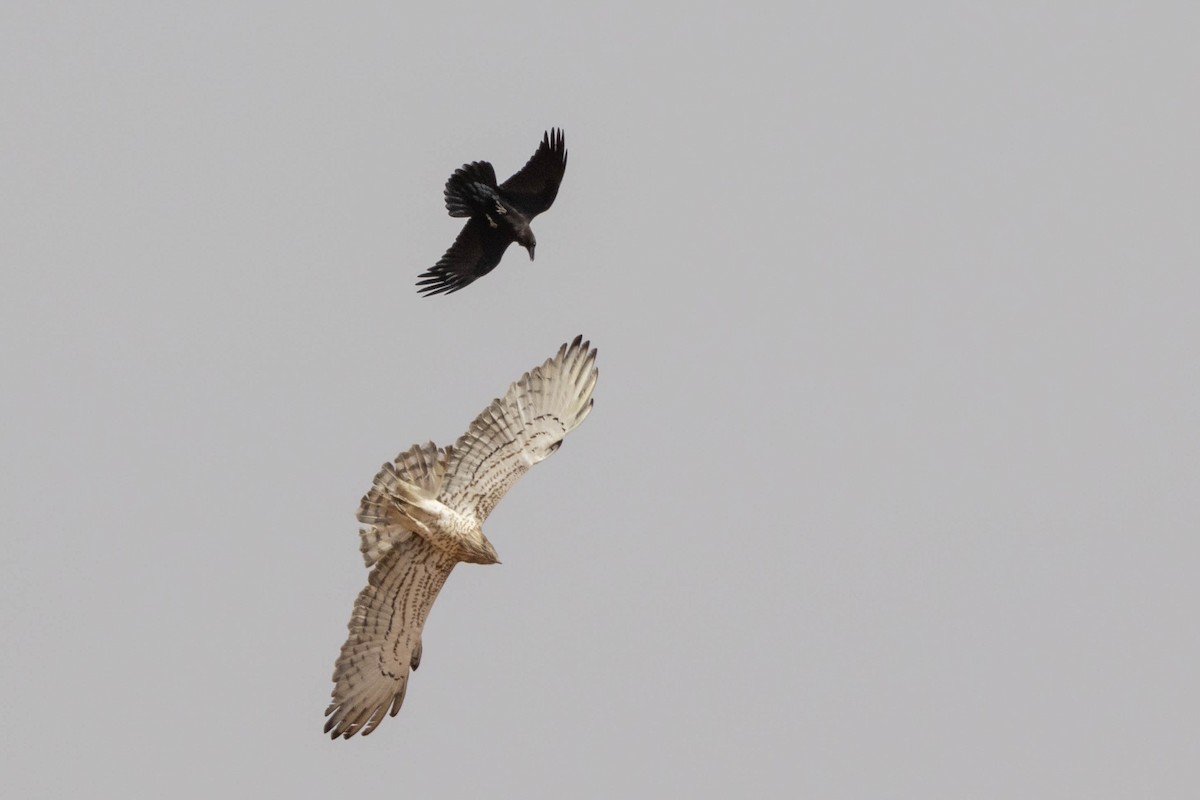 Short-toed Snake-Eagle - ML515454531