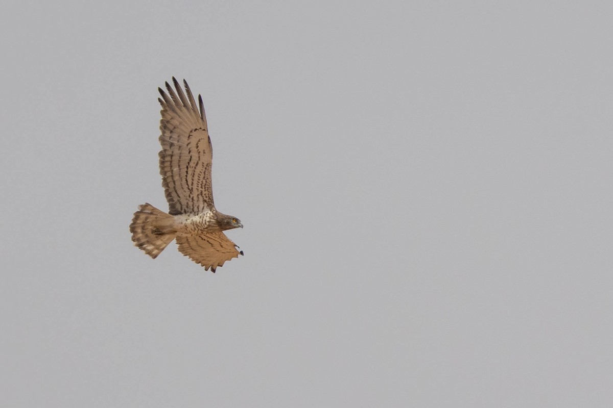 Short-toed Snake-Eagle - ML515454541