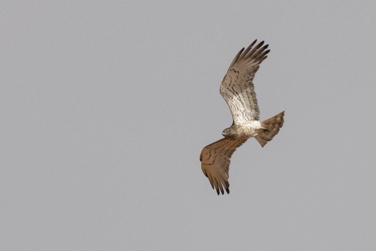 Short-toed Snake-Eagle - ML515454551