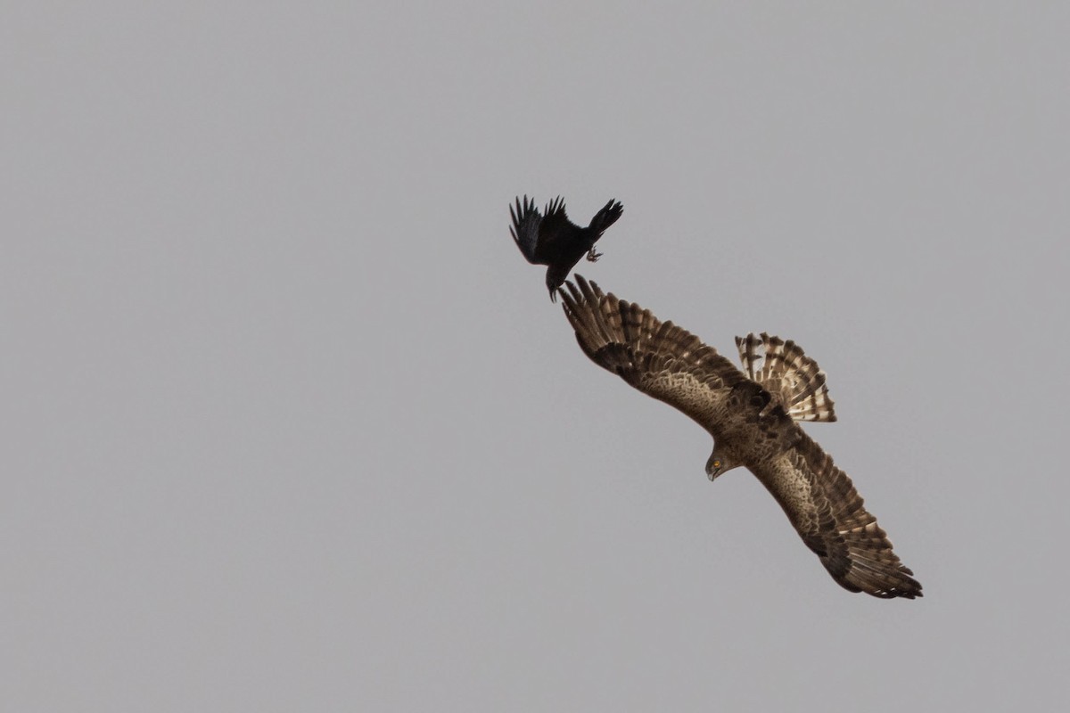 Short-toed Snake-Eagle - ML515454581