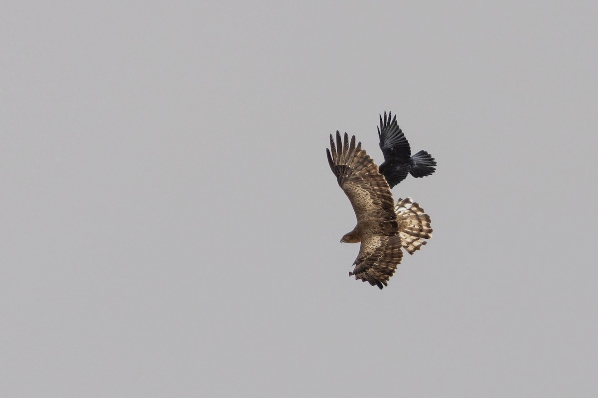 Short-toed Snake-Eagle - ML515454591