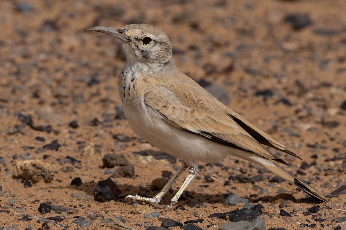 Greater Hoopoe-Lark - ML515454691