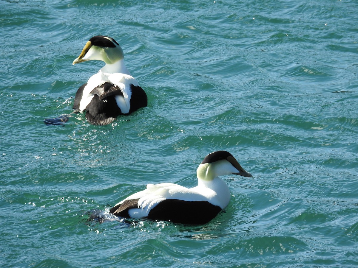 Common Eider - ML51545471