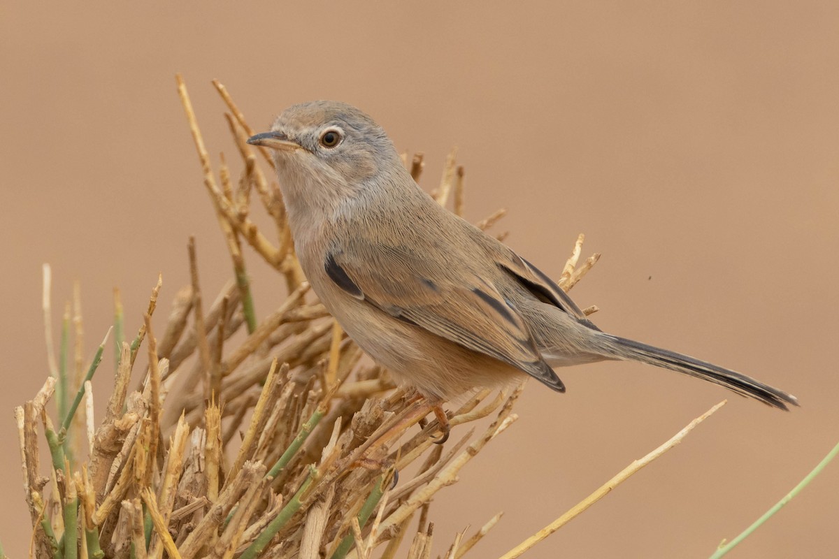 Tristram's Warbler - ML515454771