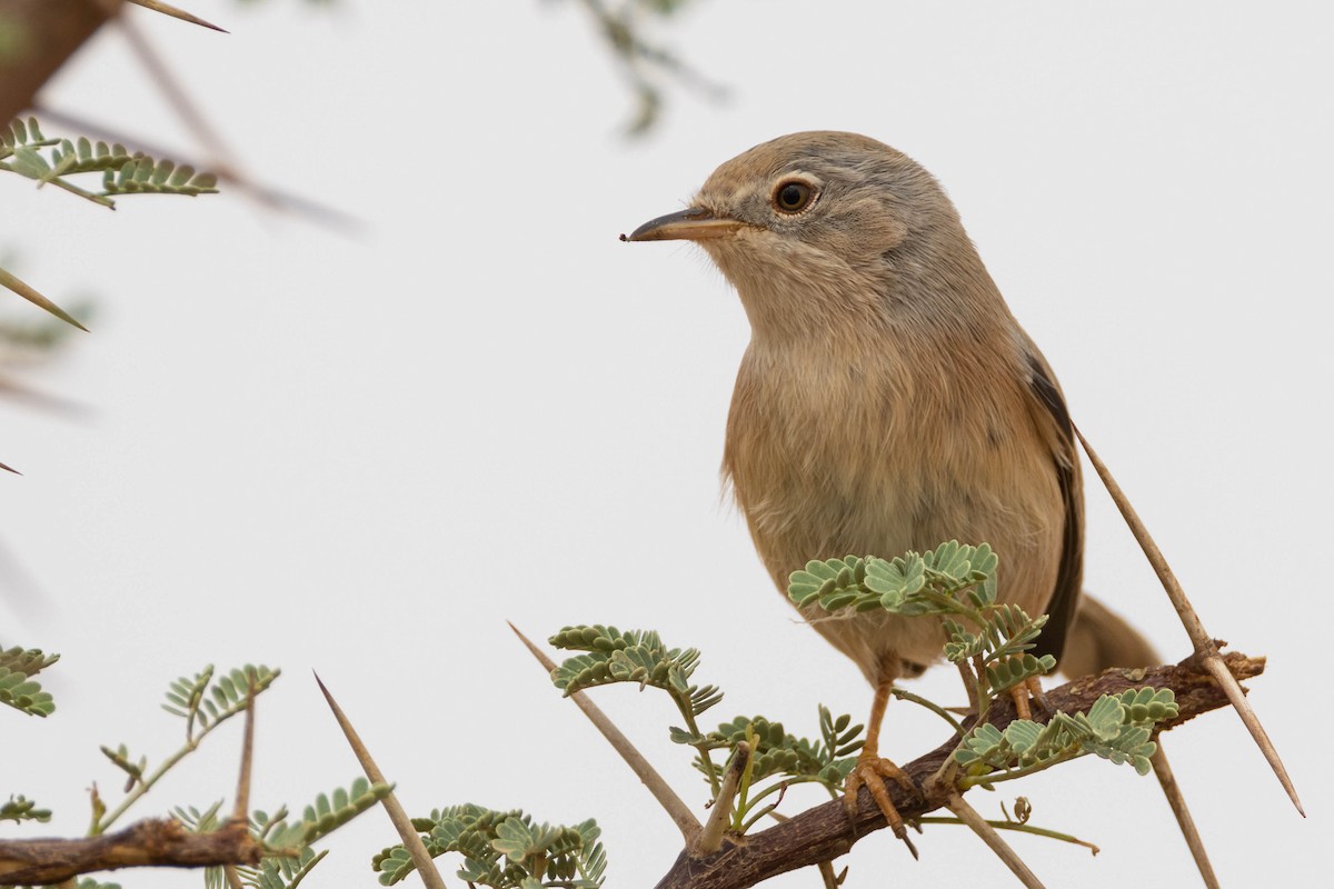 Tristram's Warbler - ML515454781