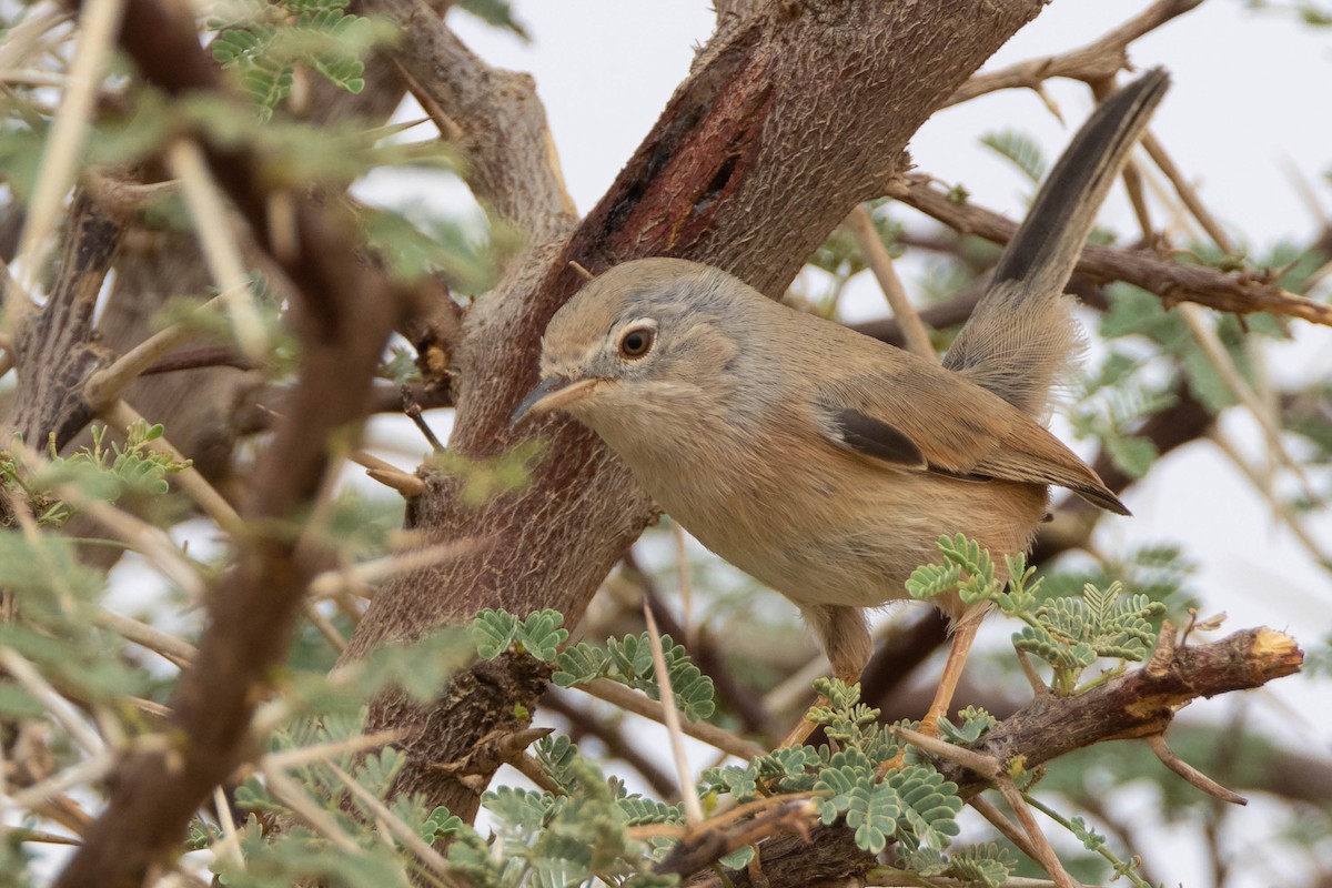 Tristram's Warbler - ML515454791