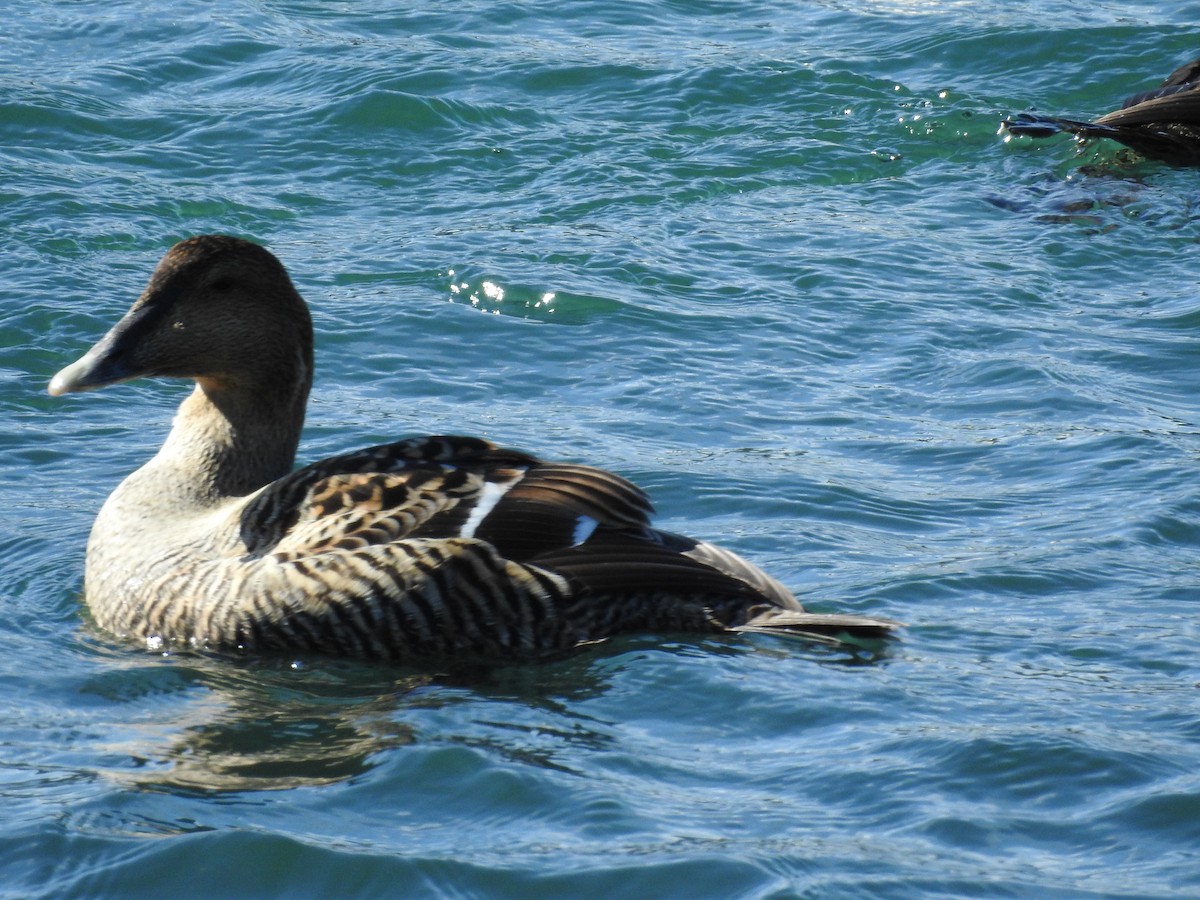 Common Eider - ML51545481