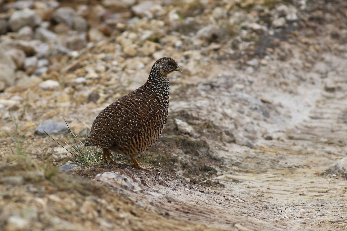 Snow Mountain Quail - ML515454971