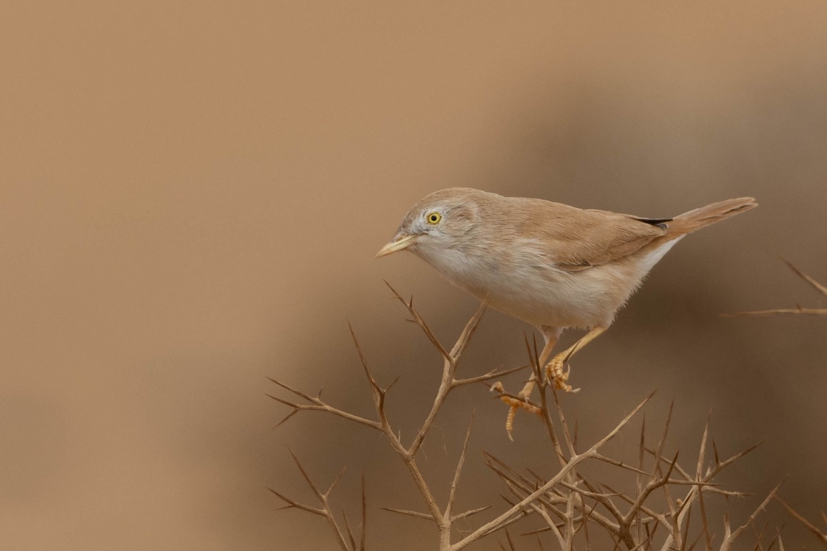 African Desert Warbler - ML515455011