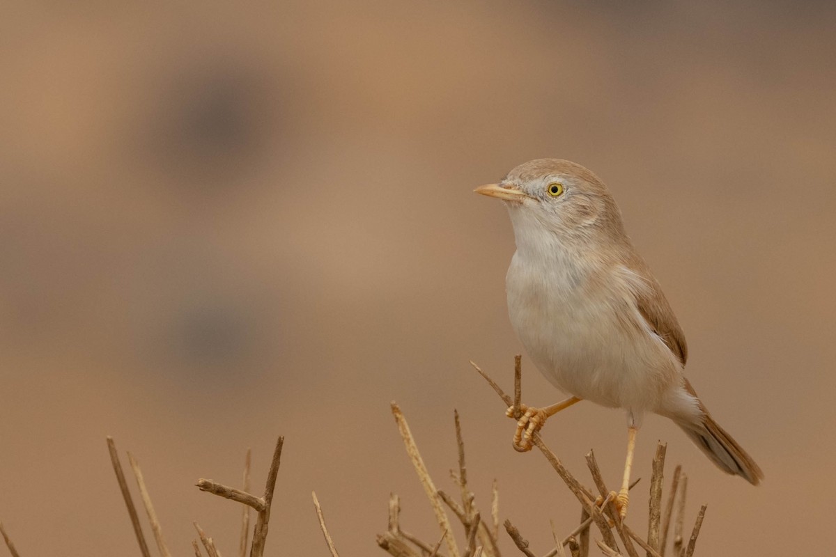 African Desert Warbler - ML515455021