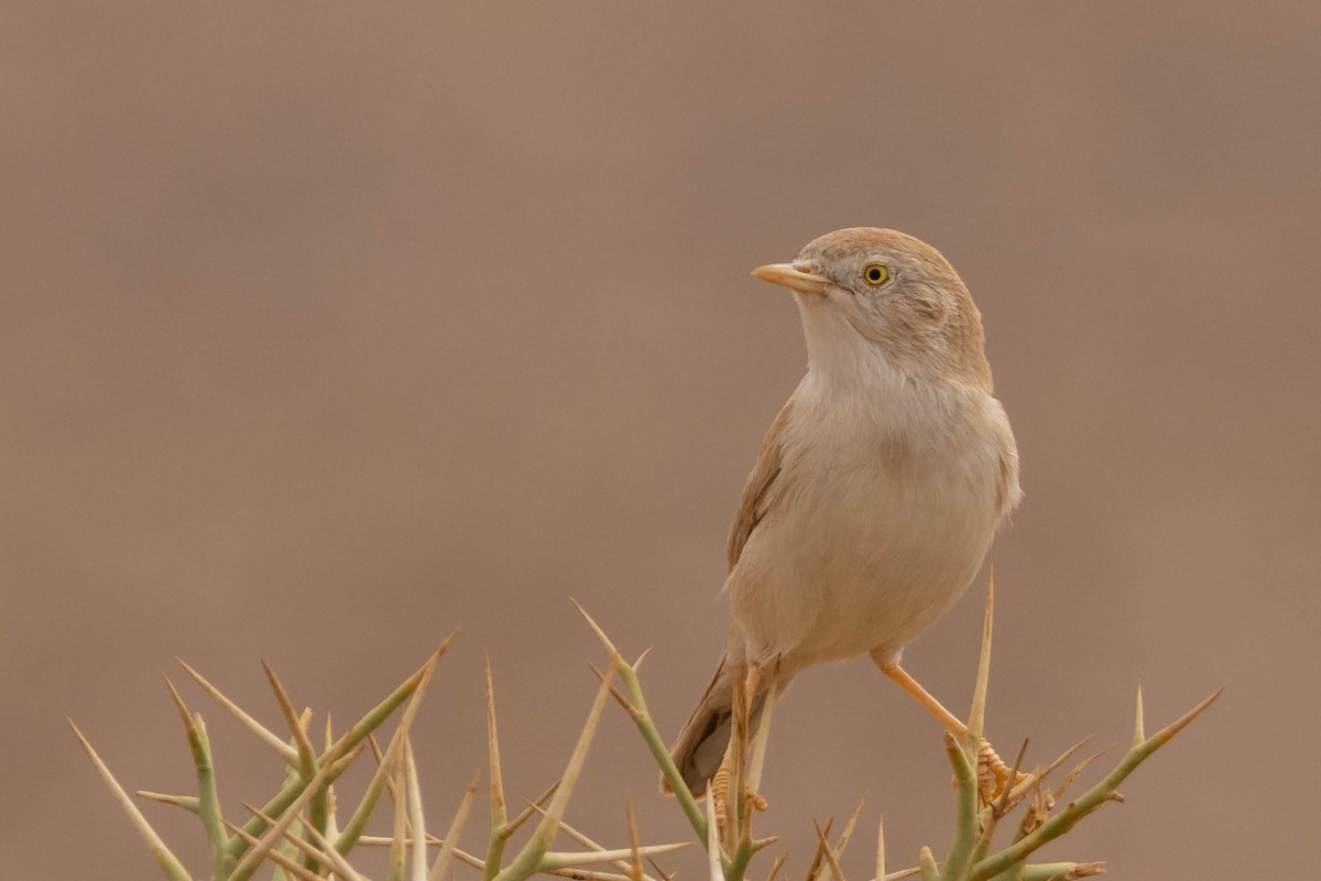 African Desert Warbler - ML515455031