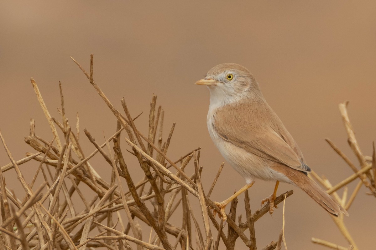African Desert Warbler - ML515455041