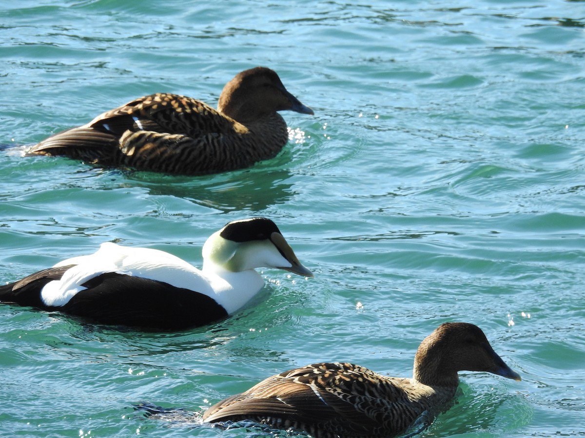 Common Eider - ML51545511