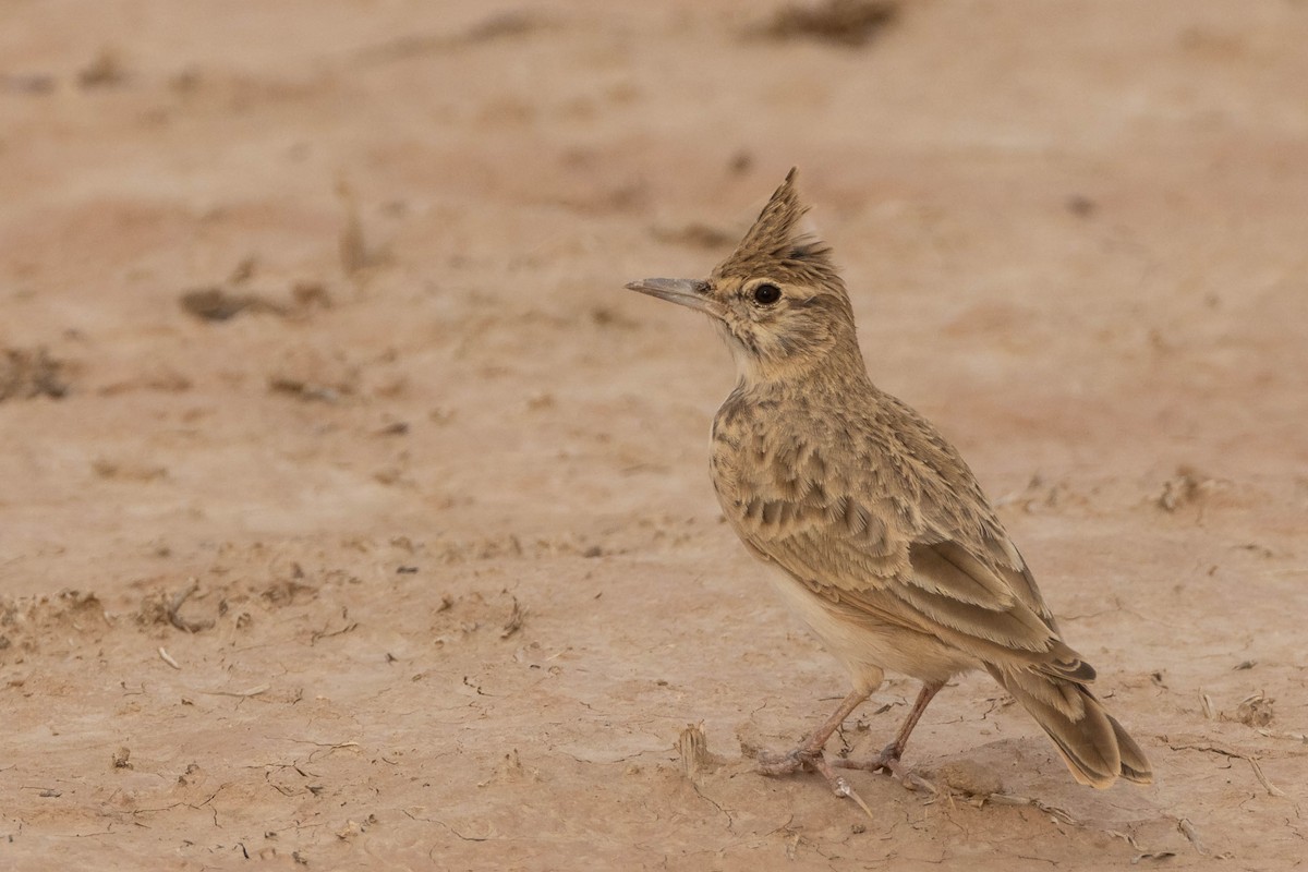 Crested Lark (Maghreb) - ML515455121