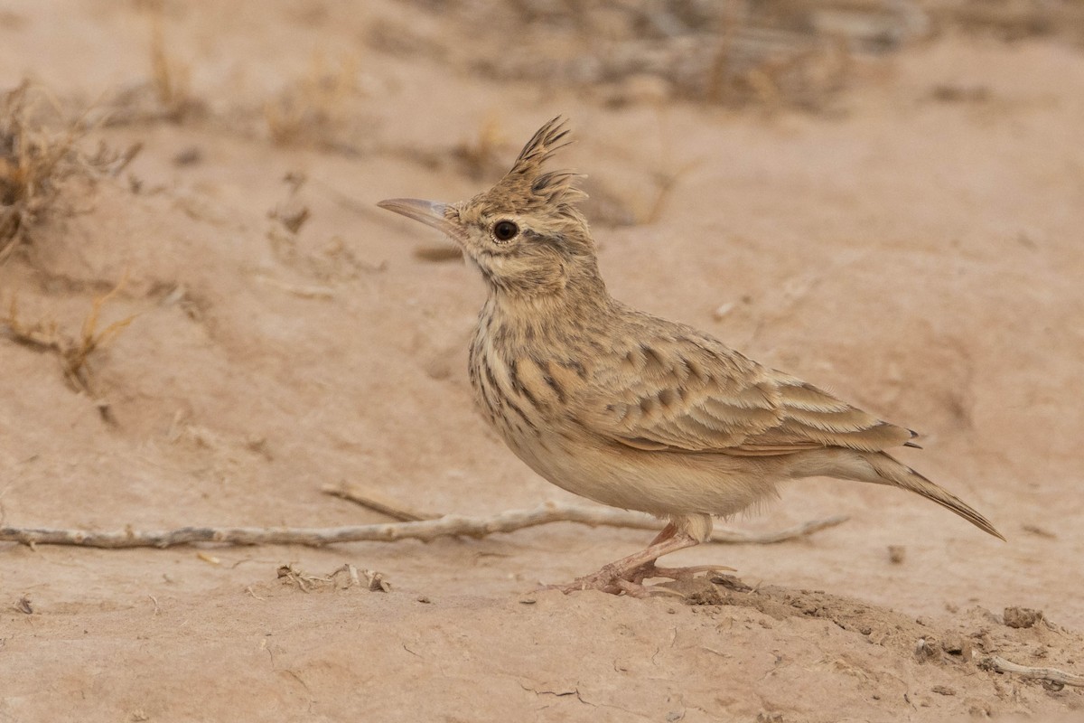 Crested Lark (Maghreb) - ML515455131