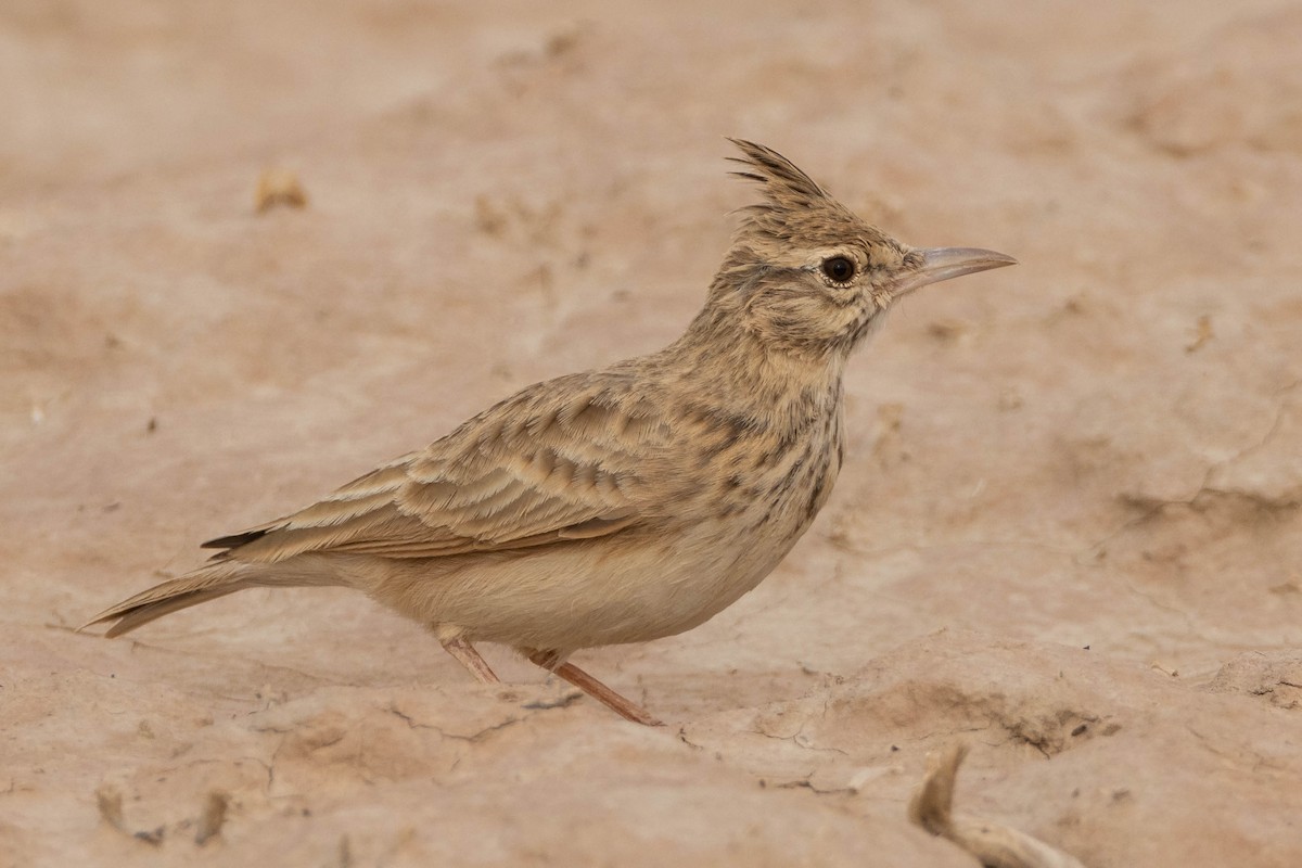 Crested Lark (Maghreb) - ML515455141