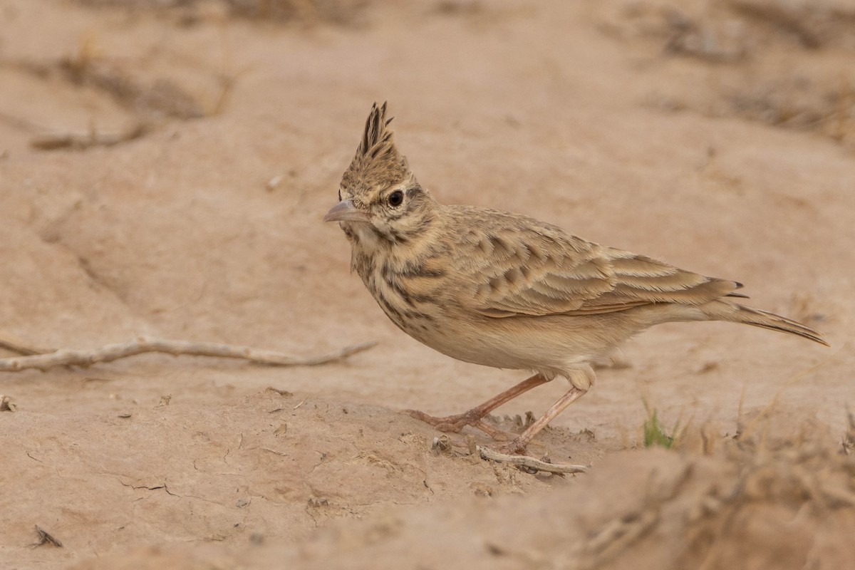 Crested Lark (Maghreb) - ML515455151