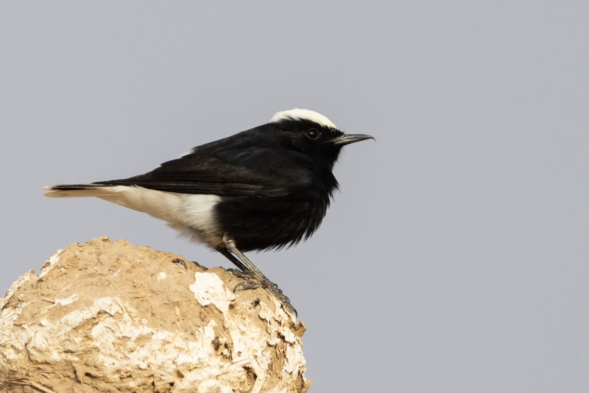 White-crowned Wheatear - ML515455281