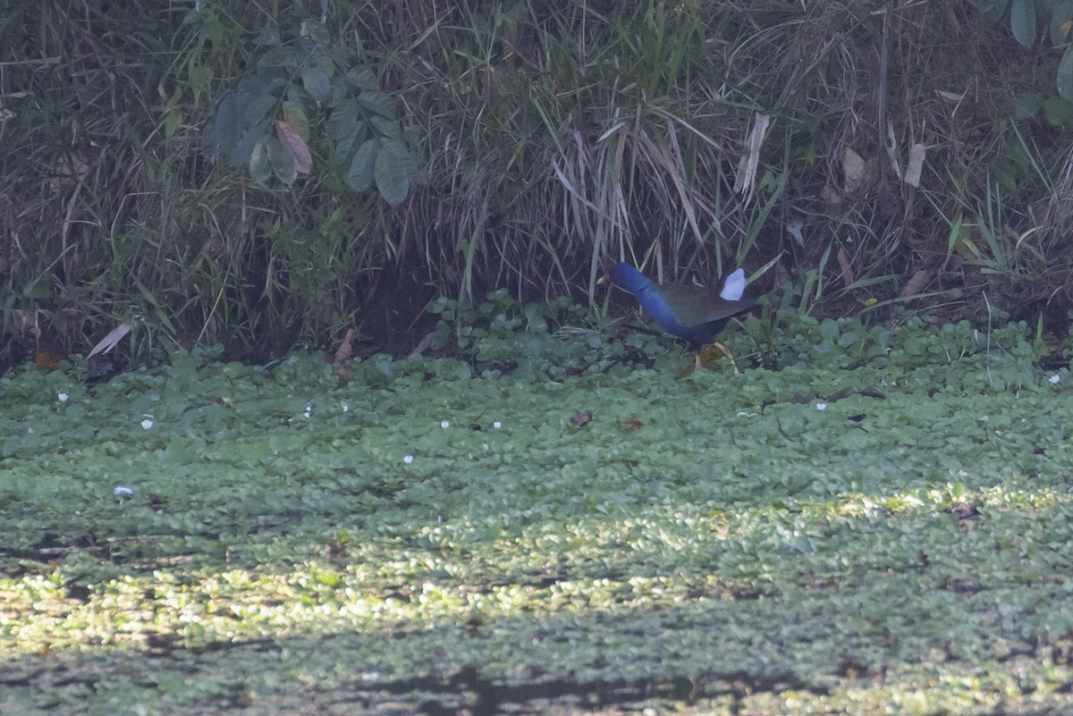 Purple Gallinule - ML515455361