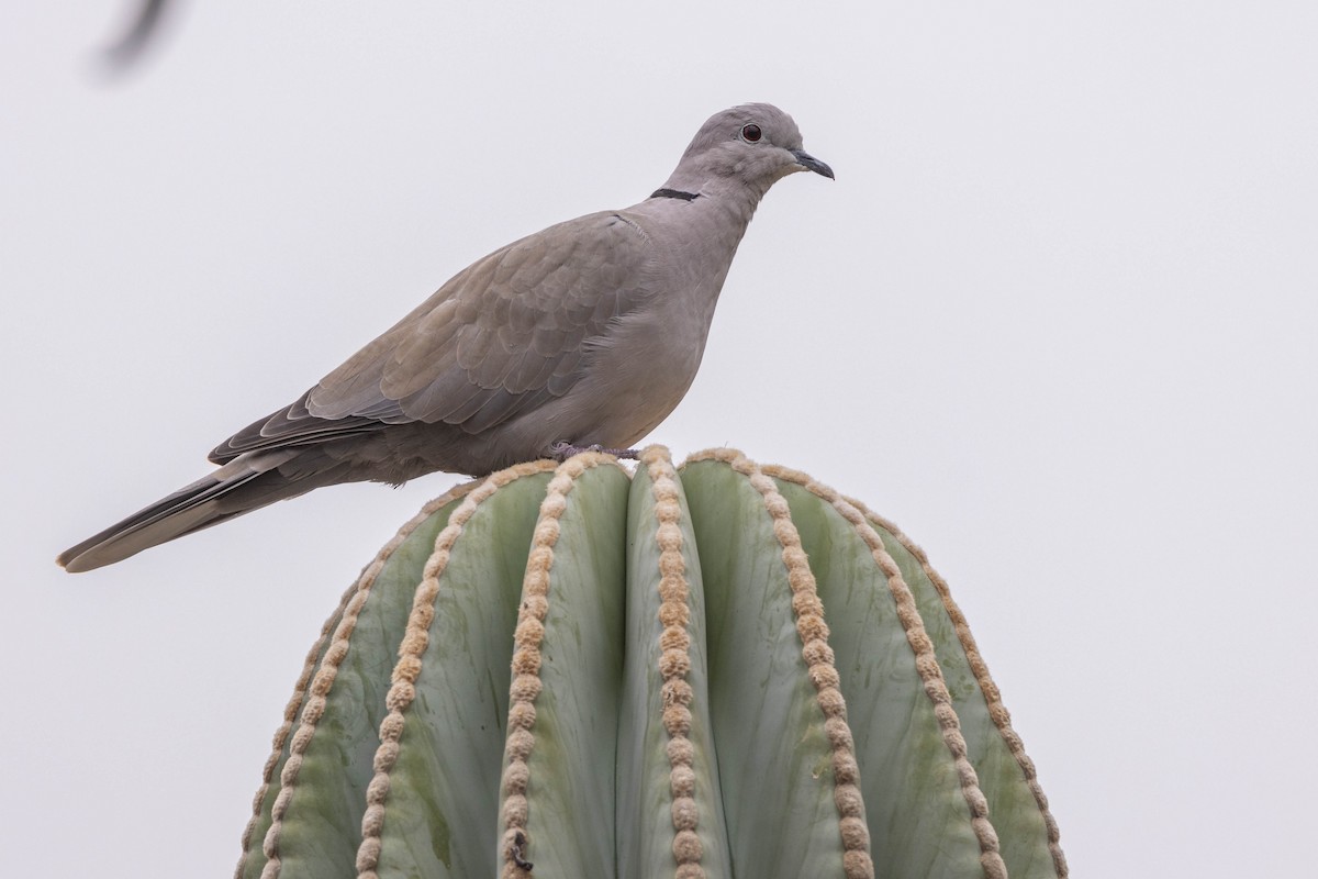 Eurasian Collared-Dove - Peter  Steward