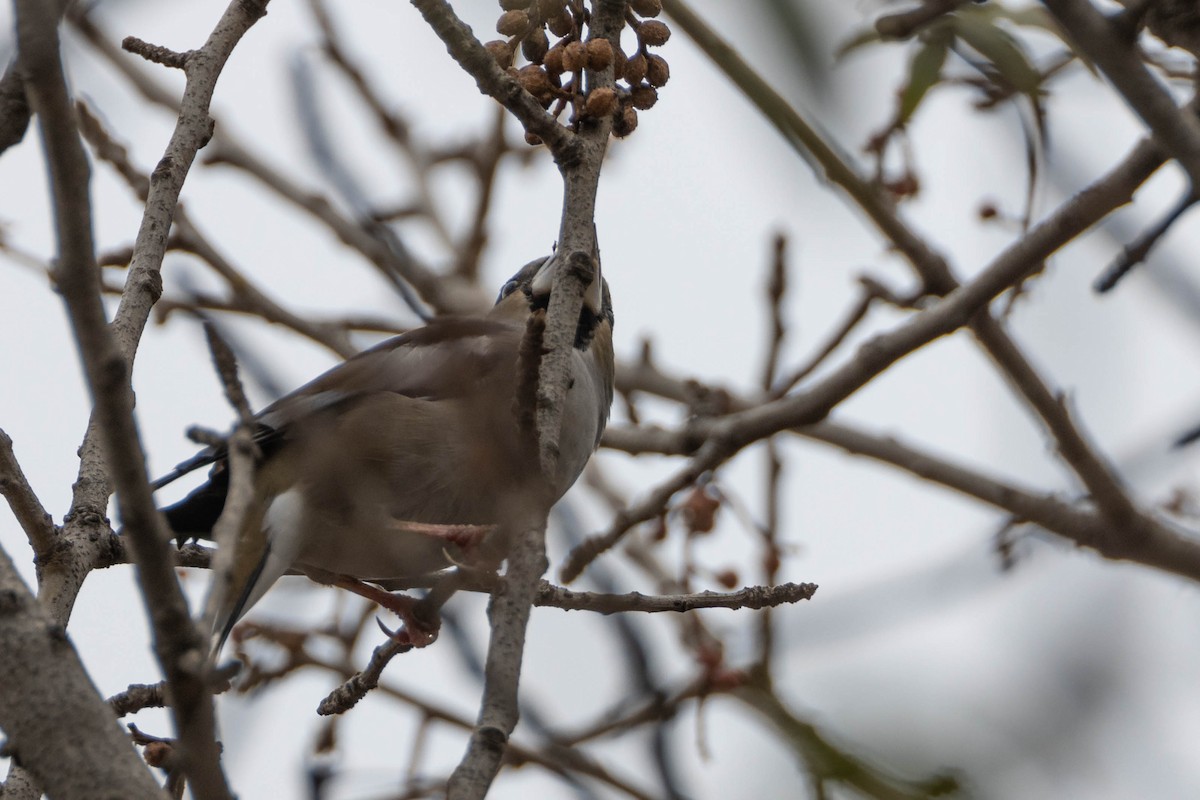 Hawfinch - ML515455441