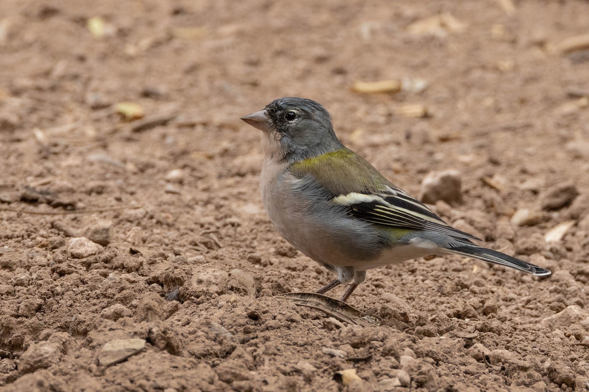African Chaffinch (African) - ML515455451