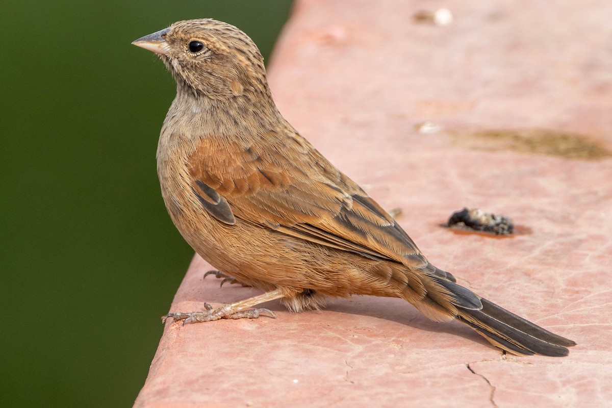 House Bunting - ML515455491