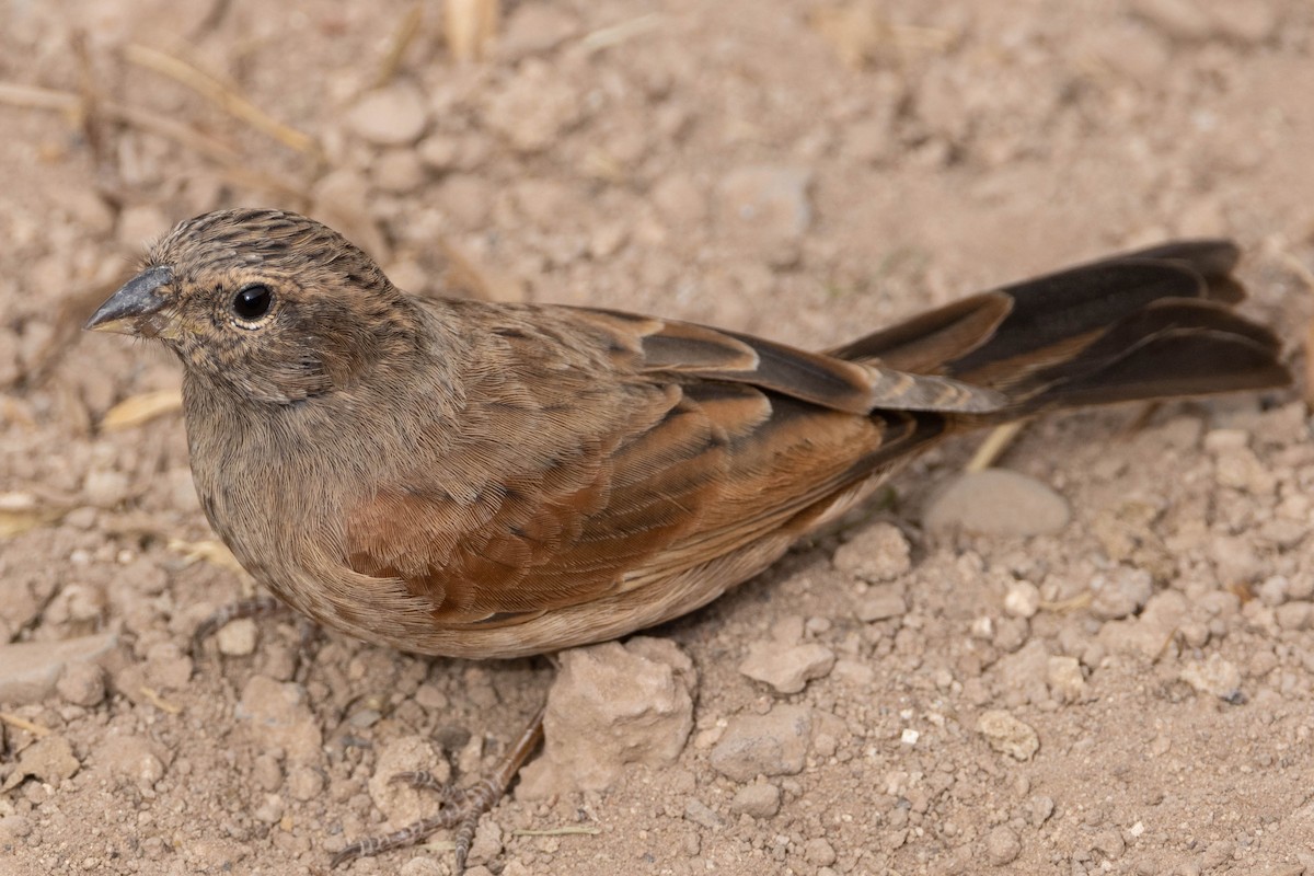 House Bunting - ML515455501