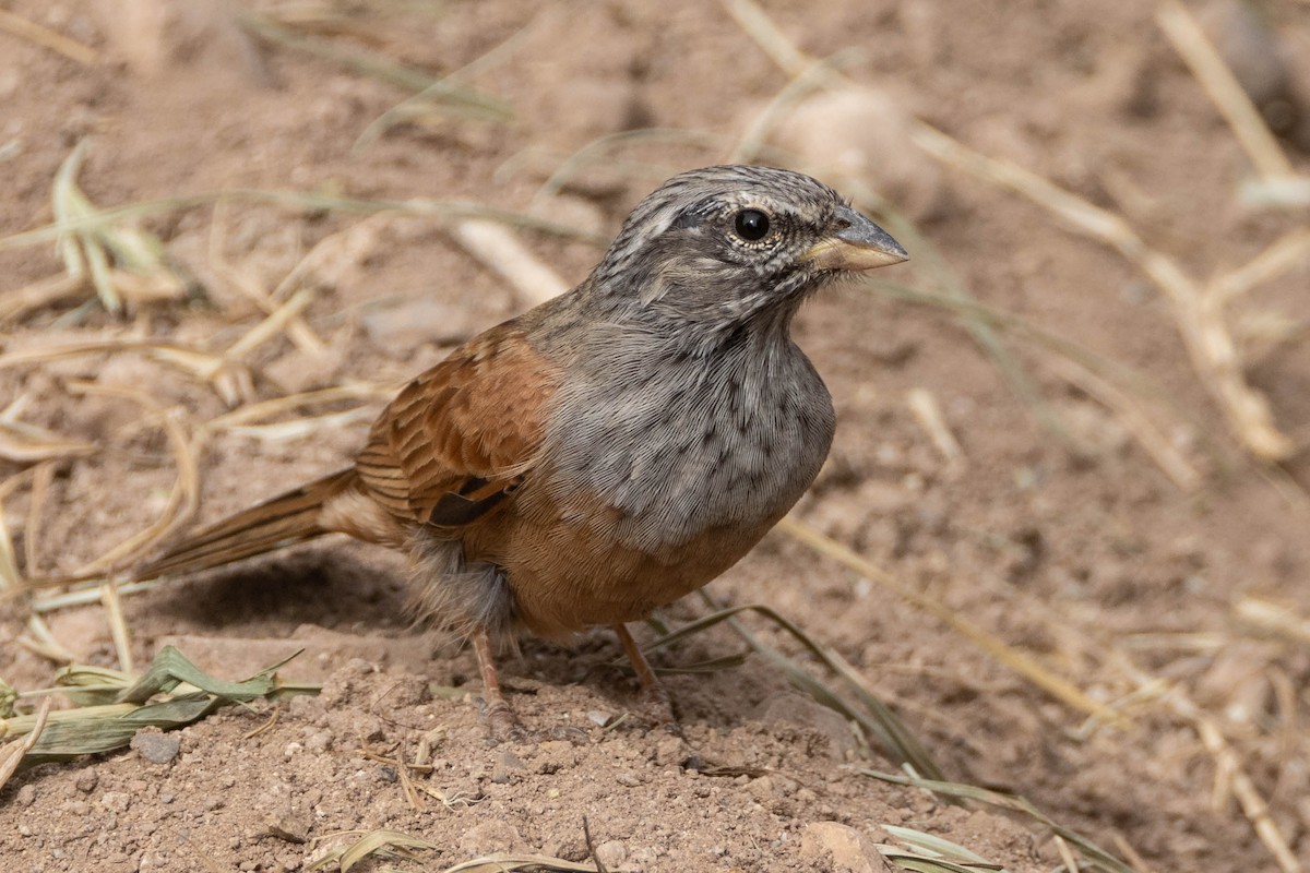 House Bunting - ML515455511