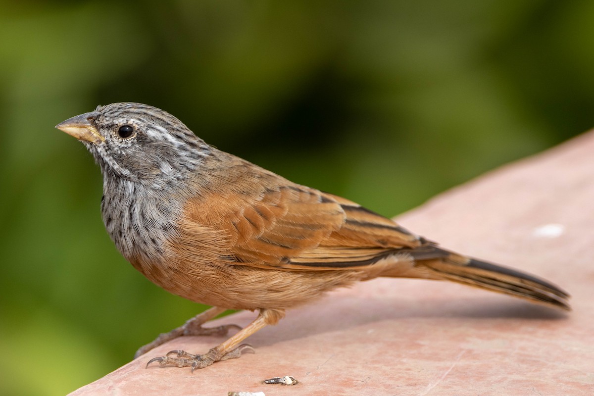 House Bunting - ML515455521